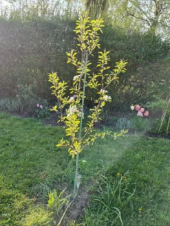 Winterbirne 'Gräfin Von Paris' / 'Comtesse De Paris' -Deutschland Garten Funk Verkaufs-Shop winterbirne graefin von paris comtesse de paris m005056 1204303 0