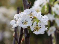 Winterbirne 'Gräfin Von Paris' / 'Comtesse De Paris' -Deutschland Garten Funk Verkaufs-Shop winterbirne graefin von paris comtesse de paris m005056 w 0