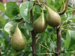 Winterbirne 'Gräfin Von Paris' / 'Comtesse De Paris' -Deutschland Garten Funk Verkaufs-Shop winterbirne graefin von paris comtesse de paris m005056 w 2