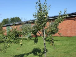 Winterbirne 'Gräfin Von Paris' / 'Comtesse De Paris' -Deutschland Garten Funk Verkaufs-Shop winterbirne graefin von paris comtesse de paris spaet m005056 w 0