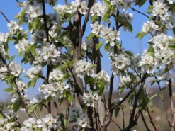 Winterbirne 'Gräfin Von Paris' / 'Comtesse De Paris' -Deutschland Garten Funk Verkaufs-Shop winterbirne graefin von paris comtesse de paris spaet m005056 w 1