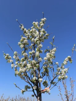 Winterbirne 'Gräfin Von Paris' / 'Comtesse De Paris' -Deutschland Garten Funk Verkaufs-Shop winterbirne graefin von paris comtesse de paris spaet m005056 w 3