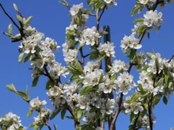 Winterbirne 'Gräfin Von Paris' / 'Comtesse De Paris' -Deutschland Garten Funk Verkaufs-Shop winterbirne graefin von paris comtesse de paris spaet m005056 w 4