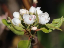 Winterbirne 'Gräfin Von Paris' / 'Comtesse De Paris' -Deutschland Garten Funk Verkaufs-Shop winterbirne graefin von paris comtesse de paris spaet m005056 w 5