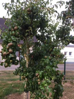 Winterbirne 'Liegelts Butterbirne' -Deutschland Garten Funk Verkaufs-Shop winterbirne liegelts butterbirne m005064 102212 0