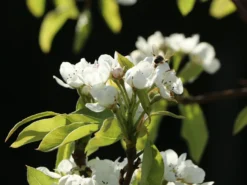 Winterbirne 'Liegelts Butterbirne' -Deutschland Garten Funk Verkaufs-Shop winterbirne liegelts butterbirne m005064 w 1