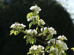 Winterbirne 'Liegelts Butterbirne' -Deutschland Garten Funk Verkaufs-Shop winterbirne liegelts butterbirne m005064 w 2