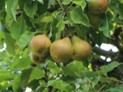 Winterbirne 'Madame Verte'