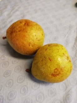 Winterbirne 'Novembra' ® / 'Nojabrskaja' -Deutschland Garten Funk Verkaufs-Shop winterbirne novembra nojabrskaja m045507 1055238 0