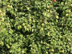 Winterbirne 'Novembra' ® / 'Nojabrskaja'