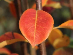 Winterbirne 'Novembra' ® / 'Nojabrskaja' -Deutschland Garten Funk Verkaufs-Shop winterbirne novembra nojabrskaja m045507 w 1