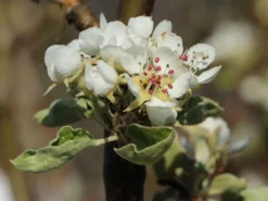 Winterbirne 'Novembra' ® / 'Nojabrskaja' -Deutschland Garten Funk Verkaufs-Shop winterbirne novembra nojabrskaja m045507 w 2