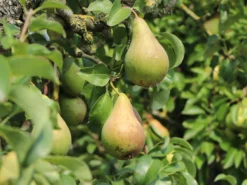 Winterbirne 'Vereinsdechantsbirne' -Deutschland Garten Funk Verkaufs-Shop winterbirne vereinsdechantsbirne m002608 w 0