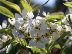 Winterbirne 'Vereinsdechantsbirne' -Deutschland Garten Funk Verkaufs-Shop winterbirne vereinsdechantsbirne m002608 w 2