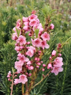 Zierpfirsich 'Bonanza' -Deutschland Garten Funk Verkaufs-Shop zierpfirsich bonanza m069513 w 1