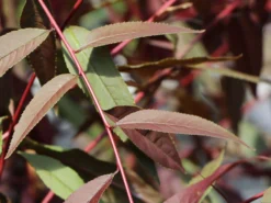 Zierpfirsich 'Rubira' -Deutschland Garten Funk Verkaufs-Shop zierpfirsich rubira m060823 w 2