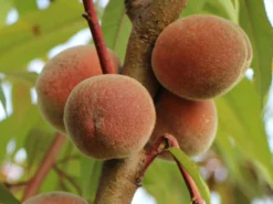 Zierpfirsich 'Rubira' -Deutschland Garten Funk Verkaufs-Shop zierpfirsich rubira m060823 w 5