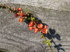 Zierquitte 'Cido' -Deutschland Garten Funk Verkaufs-Shop zierquitte cido m002528 w 1