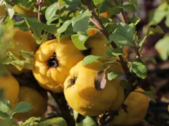 Zierquitte 'Cido' -Deutschland Garten Funk Verkaufs-Shop zierquitte cido m002528 w 2