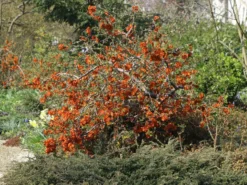 Zierquitte 'Cido' -Deutschland Garten Funk Verkaufs-Shop zierquitte cido m002528 w 3