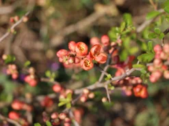 Zierquitte 'Cido' -Deutschland Garten Funk Verkaufs-Shop zierquitte cido m002528 w 4