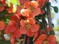 Zierquitte 'Cido' -Deutschland Garten Funk Verkaufs-Shop zierquitte cido m002528 w 5