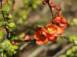 Zierquitte 'Cido' -Deutschland Garten Funk Verkaufs-Shop zierquitte cido m002528 w 6