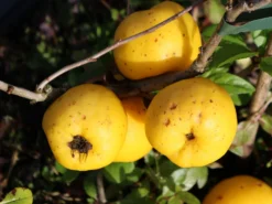 Zierquitte 'Cido Red' 7 Zierquitte 'Cido Red' -Deutschland Garten Funk Verkaufs-Shop zierquitte cido red m068526 w 0 1