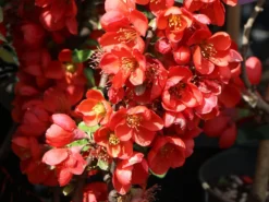 Zierquitte 'Cido Red' 6 Zierquitte 'Cido Red' -Deutschland Garten Funk Verkaufs-Shop zierquitte cido red m068526 w 0