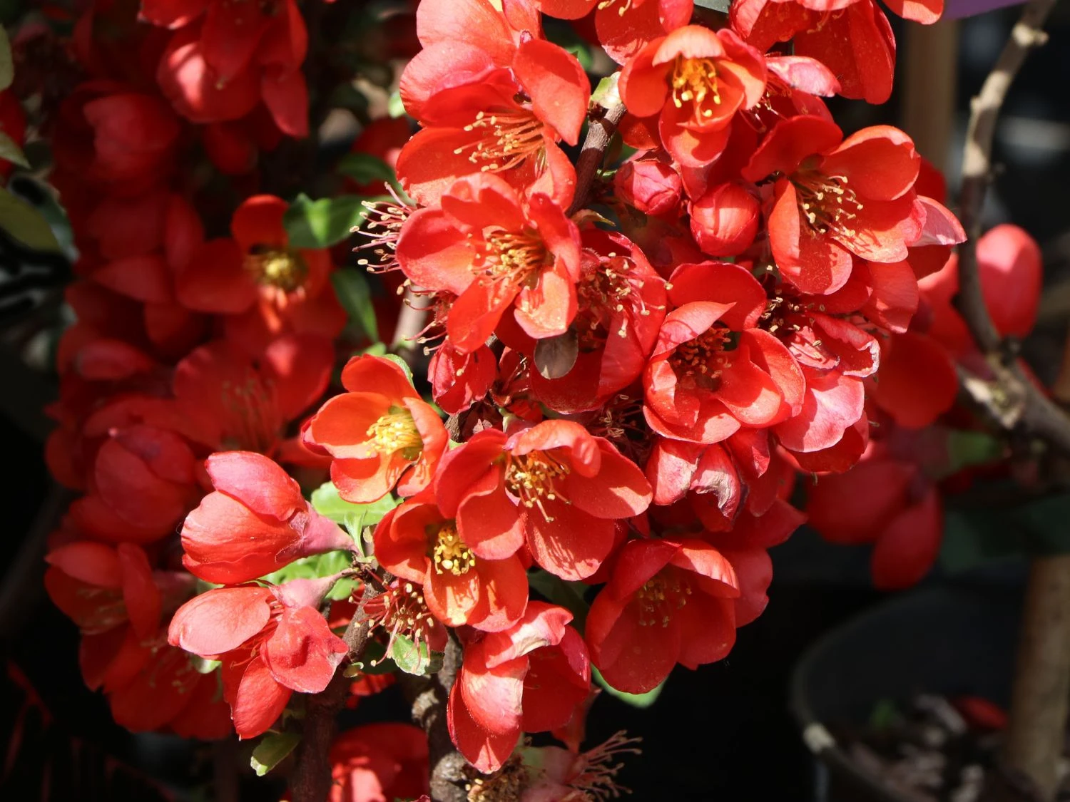 Zierquitte 'Cido Red' 3 Zierquitte 'Cido Red' – Bild 3