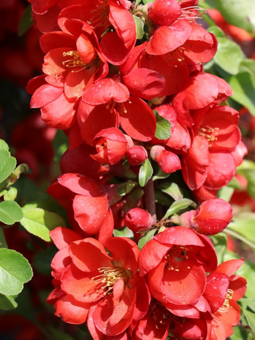 Zierquitte 'Cido Red' 2 Zierquitte 'Cido Red' – Bild 2