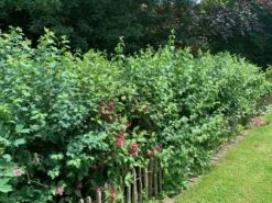 Zierstrauchhecke Aus 10 Pflanzen -Deutschland Garten Funk Verkaufs-Shop zierstrauchhecke aus 10 pflanzen m007060 756421 0