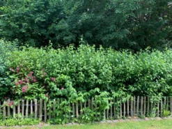 Zierstrauchhecke Aus 10 Pflanzen -Deutschland Garten Funk Verkaufs-Shop zierstrauchhecke aus 10 pflanzen m007060 756421 1