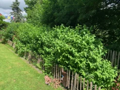 Zierstrauchhecke Aus 10 Pflanzen -Deutschland Garten Funk Verkaufs-Shop zierstrauchhecke aus 10 pflanzen m007060 756421 2