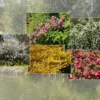 Zierstrauchhecke Aus 10 Pflanzen