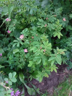 Zimtrose -Deutschland Garten Funk Verkaufs-Shop zimtrose m007912 193676 0