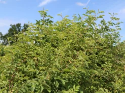 Zimtrose -Deutschland Garten Funk Verkaufs-Shop zimtrose m007912 w 0