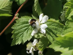 Zucker-Brombeere 'Asterina' ® -Deutschland Garten Funk Verkaufs-Shop zucker brombeere asterina m071569 w 1