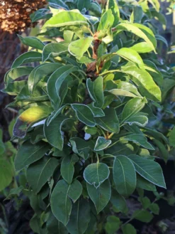 Zwerg-Birne 'Helenchen' -Deutschland Garten Funk Verkaufs-Shop zwerg birne helenchen m113913 w 0