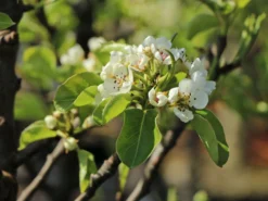 Zwerg-Birne 'Helenchen' -Deutschland Garten Funk Verkaufs-Shop zwerg birne helenchen m113913 w 2