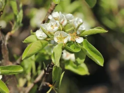 Zwerg-Birne 'Helenchen' -Deutschland Garten Funk Verkaufs-Shop zwerg birne helenchen m113913 w 3