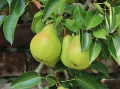 Zwerg-Birne 'Helenchen' -Deutschland Garten Funk Verkaufs-Shop zwerg birne helenchen m113913 w 4