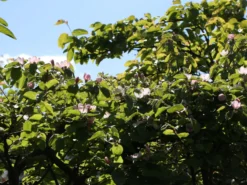 Portugiesische Zwerg-Birnenquitte 'Champion' -Deutschland Garten Funk Verkaufs-Shop zwerg birnenquitte champion m069516 w 0