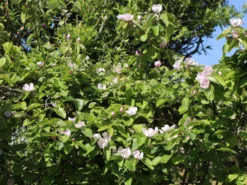 Portugiesische Zwerg-Birnenquitte 'Champion' -Deutschland Garten Funk Verkaufs-Shop zwerg birnenquitte champion m069516 w 1