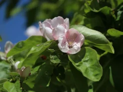 Portugiesische Zwerg-Birnenquitte 'Champion' -Deutschland Garten Funk Verkaufs-Shop zwerg birnenquitte champion m069516 w 2