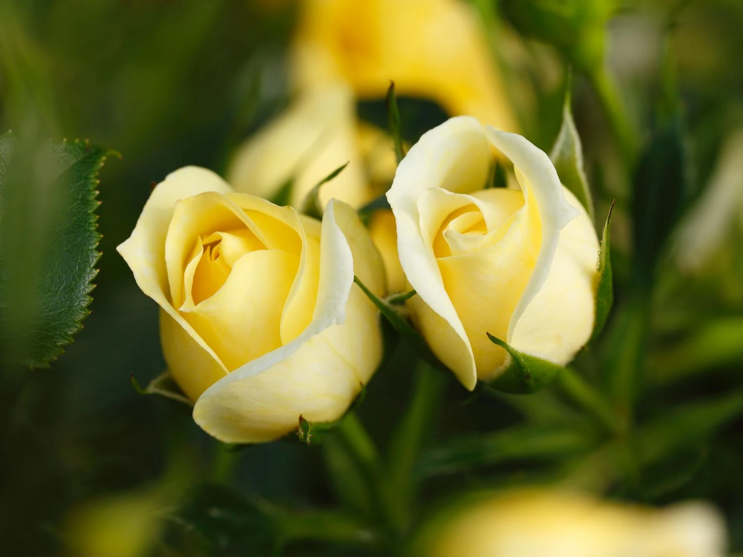 Zwerg-Kletterrose 'Elida' ® / 'Starlet' ® 2 Zwerg-Kletterrose 'Elida' ® / 'Starlet' ® – Bild 2