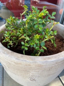 Zwerg-Kletterrose Starlet®-Rose 'Alina' ® -Deutschland Garten Funk Verkaufs-Shop zwerg kletterrose starlet rose alina m094402 193676 0