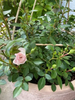 Zwerg-Kletterrose Starlet®-Rose 'Alina' ® -Deutschland Garten Funk Verkaufs-Shop zwerg kletterrose starlet rose alina m094402 193676 1