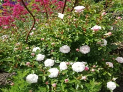 Zwerg-Kletterrose Starlet®-Rose 'Alina' ® -Deutschland Garten Funk Verkaufs-Shop zwerg kletterrose starlet rose alina m094402 651255 0