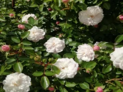 Zwerg-Kletterrose Starlet®-Rose 'Alina' ® -Deutschland Garten Funk Verkaufs-Shop zwerg kletterrose starlet rose alina m094402 651255 1